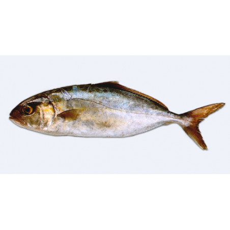 Ricciola 5-30kg