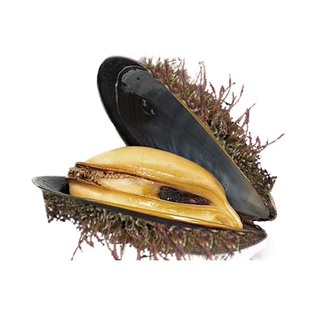 Cozze pelose